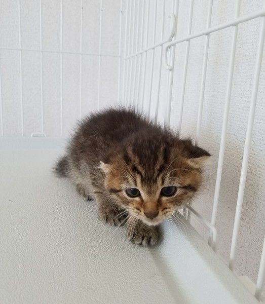 初めてケージに入った保護猫のみみちゃん