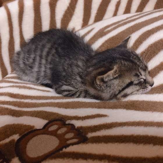 熟睡中のアメリカンショートヘアのななと