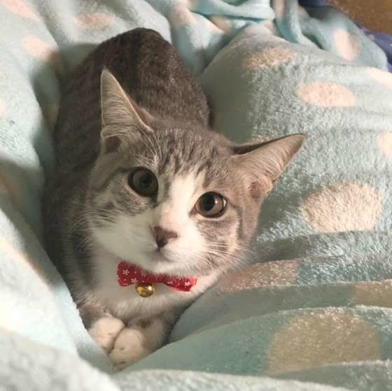 アメリカンショートヘアのみかんちゃん