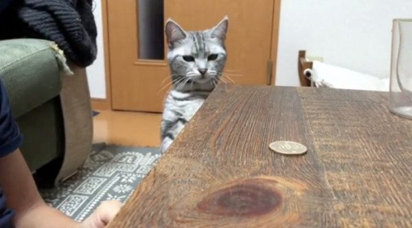 コインで遊ぶアメリカンショートヘア