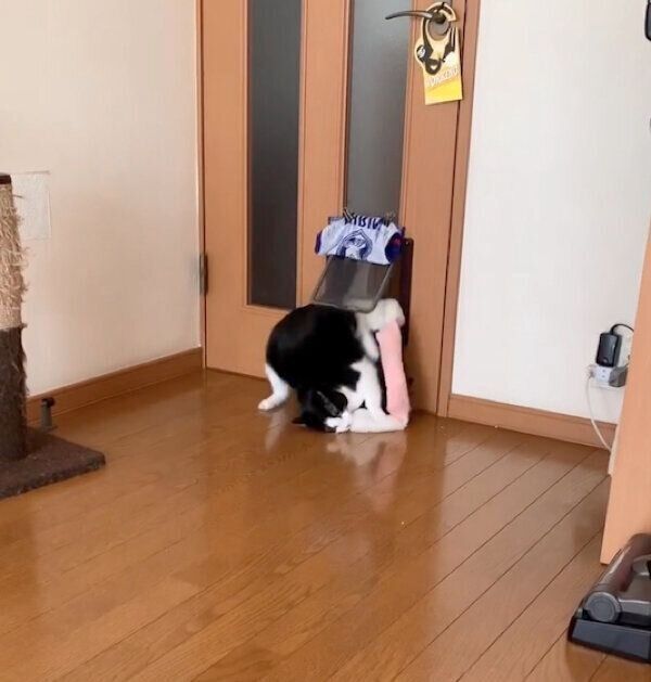 「ふかふかねこベッド」を運ぶもみじちゃん