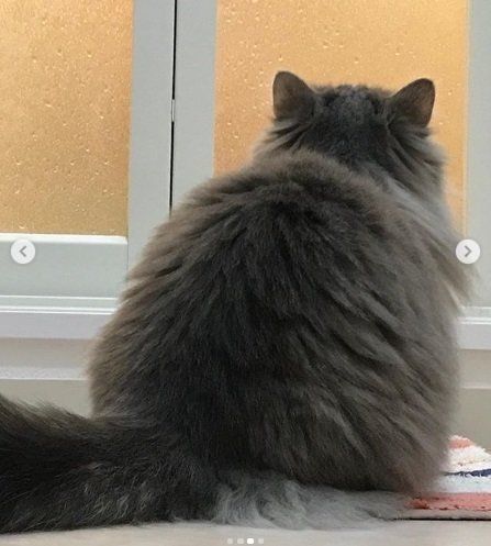 お風呂のドアの前で出待ちする猫