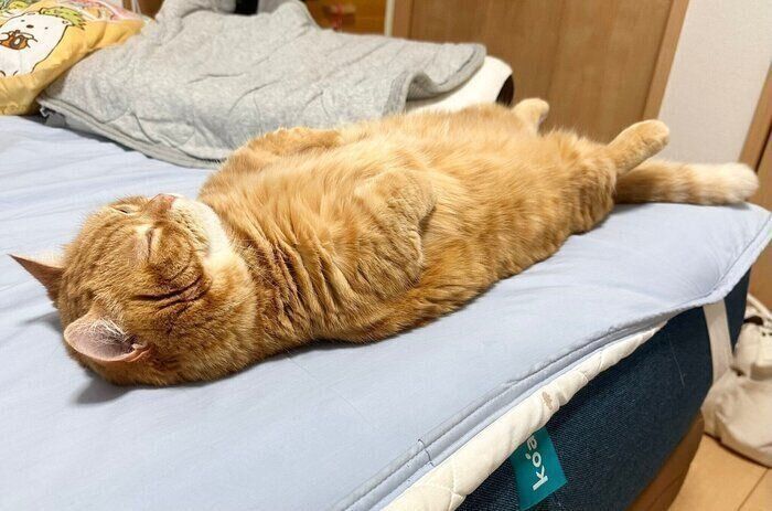 ベッドの上でヘソ天するぷてぃこちゃん