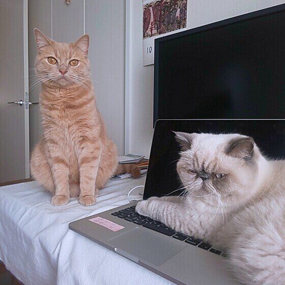 パソコンを占領するエキゾチックショートヘア