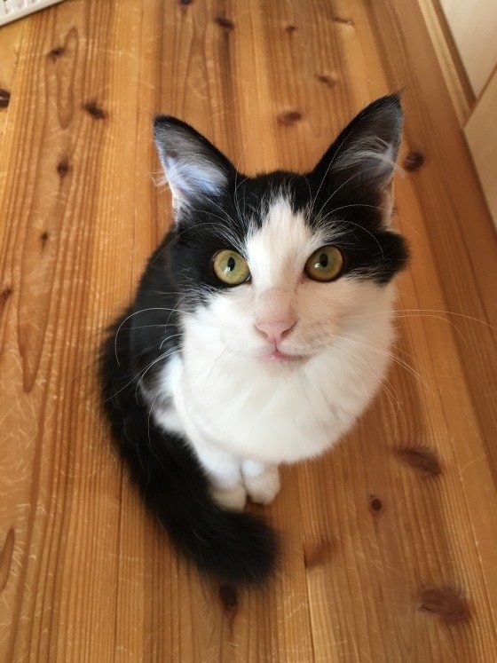 お行儀よく見送るもふちゃん