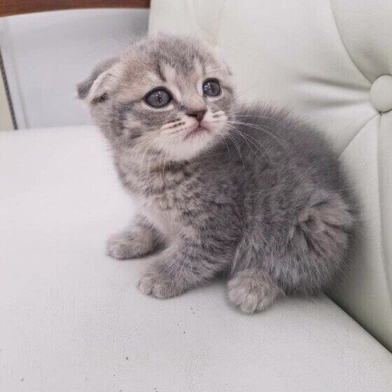 子猫のスコティッシュフォールド