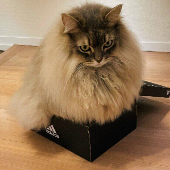 サイベリアンのブルータくん