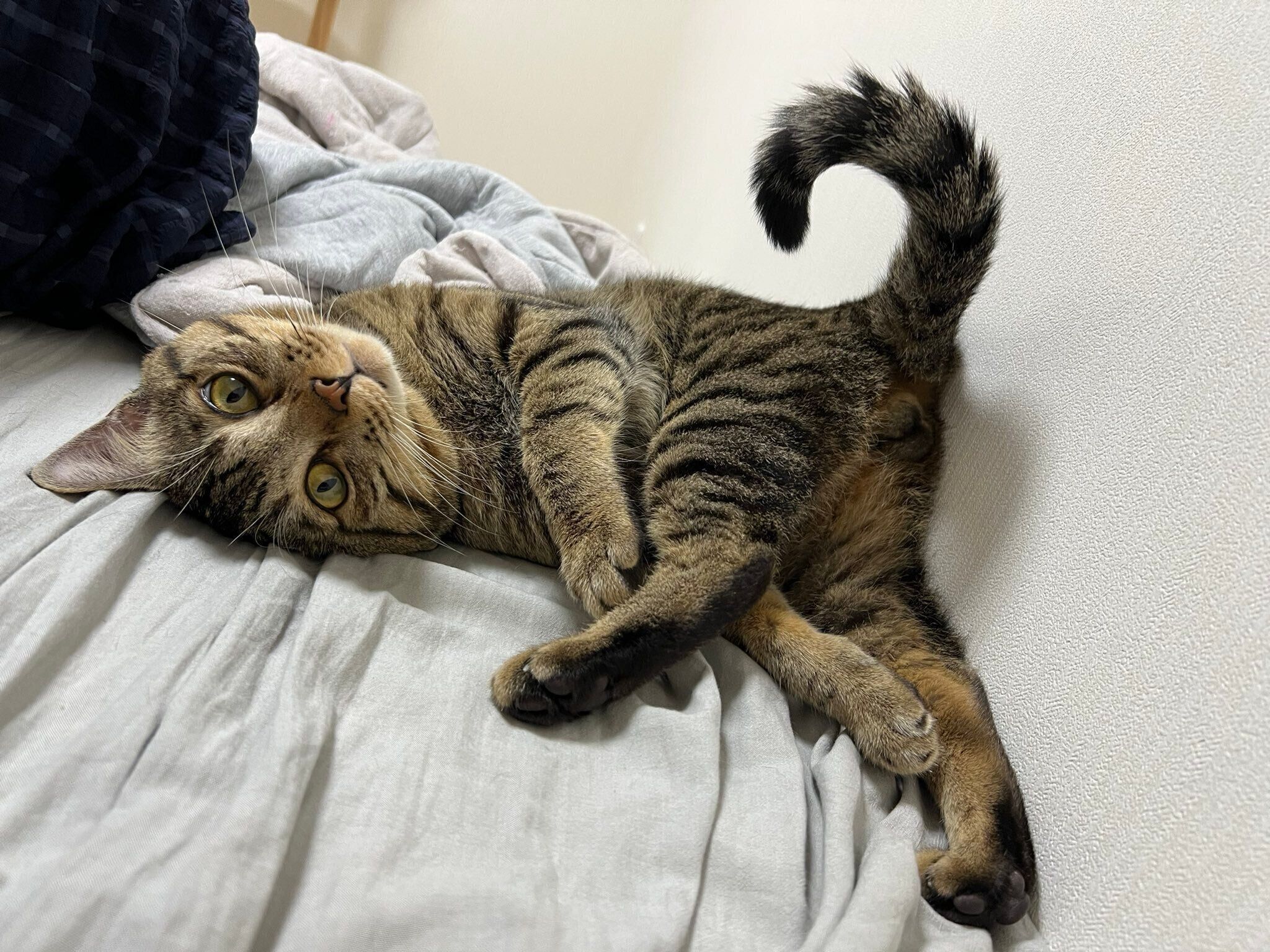 寝転がるテトくん