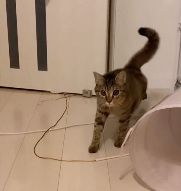 飼い主さんのほうにやってくるひまわりちゃん