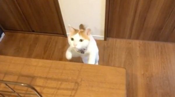 真顔になる猫