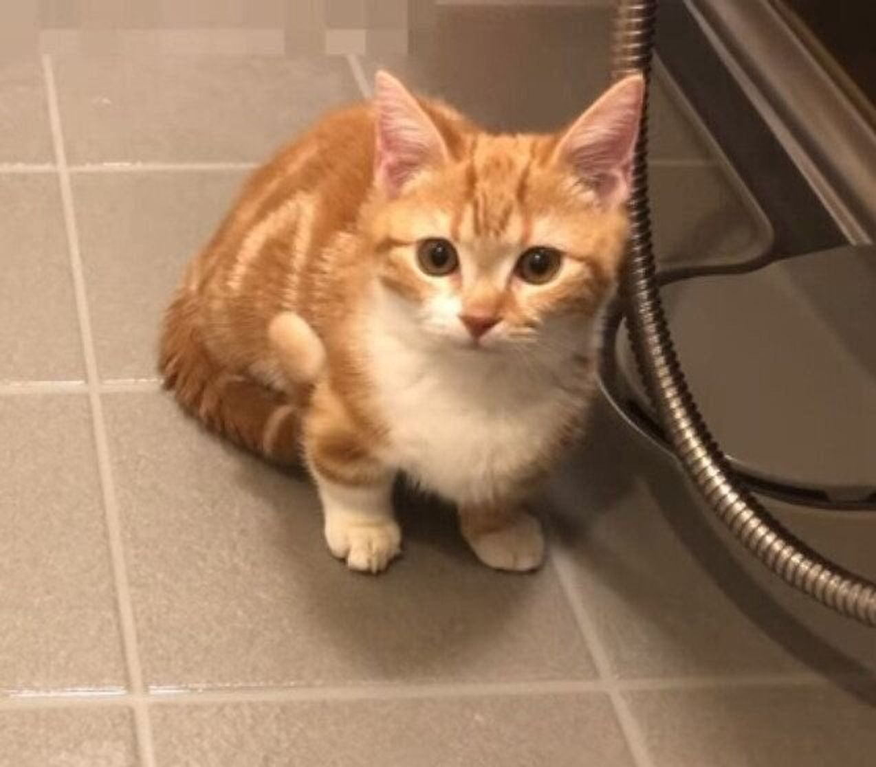 お風呂までついてきた子猫 初めての お湯 に興味津々のご様子 ねこのきもちweb Magazine お風呂までついてきた子猫 初めての お湯 に興味津々のご様子 ねこのきもちweb Magazine