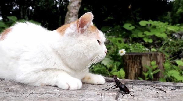 ノコギリクワガタと猫
