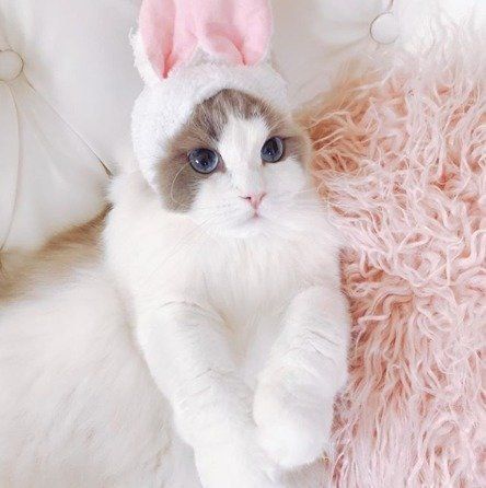 うさぎになりきるメリアちゃん