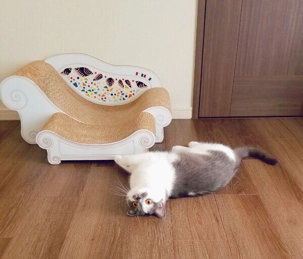 寝転がるさかもとちゃん