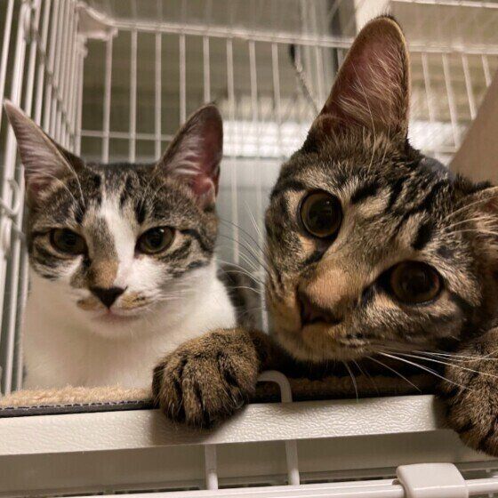 キジトラの叶ちゃん