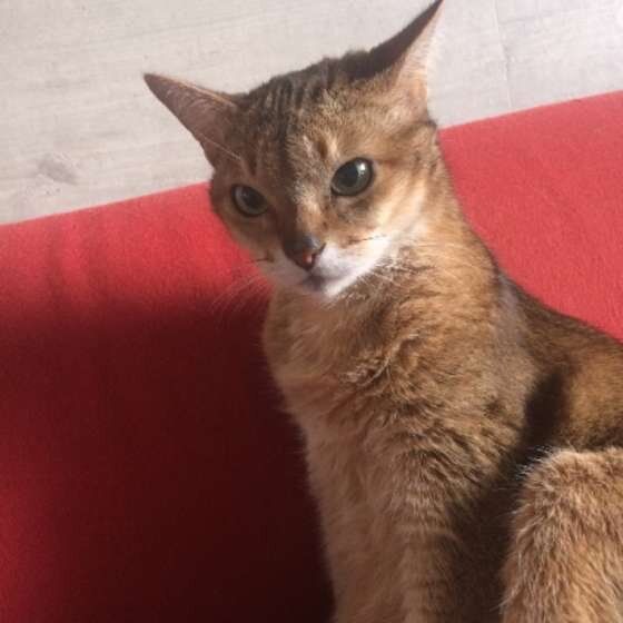 イカ耳のアビシニアン