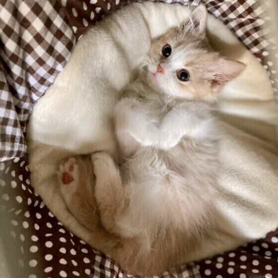 くつろぐマンチカン