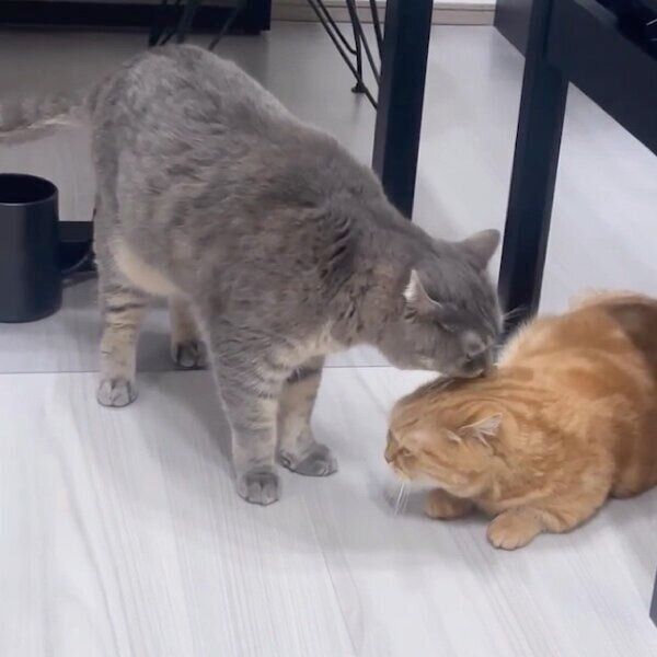 ジュノちゃんをなめるあぽろくん