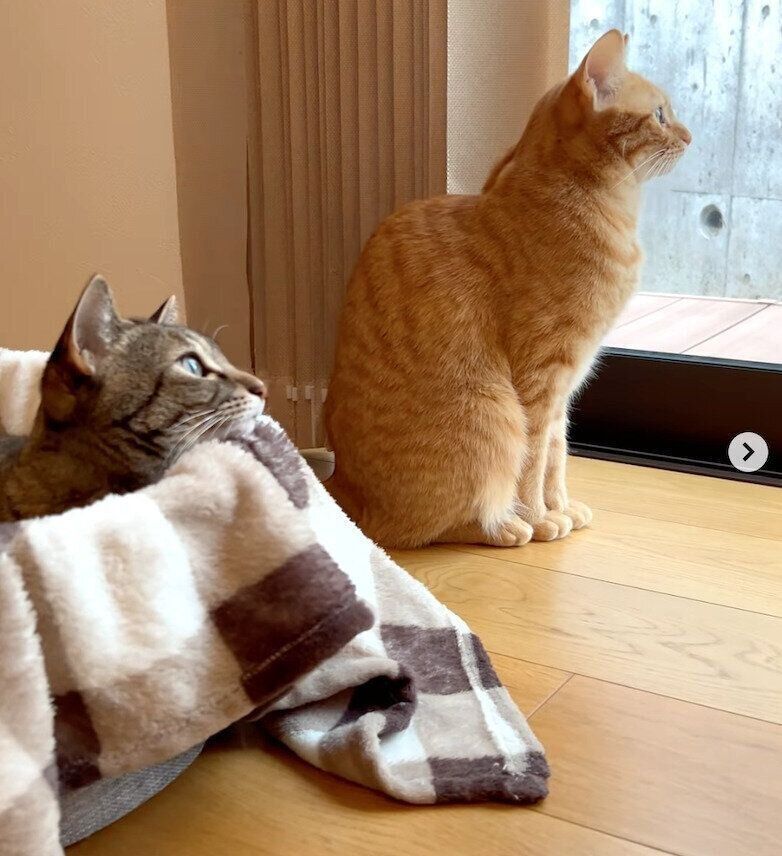 ニャルソックをするきいちゃん、コウちゃん