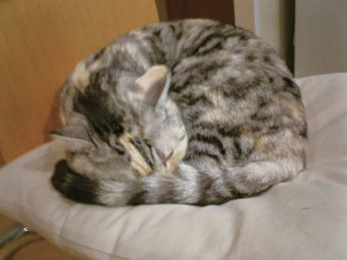 しっぽの動き でわかる6つの猫の気持ち ねこのきもちweb Magazine しっぽの動き でわかる6つの猫の気持ち ねこのきもちweb Magazine