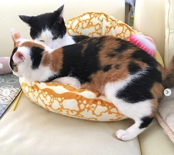 「にゃんこクレープオムレット」でくつろぐ猫