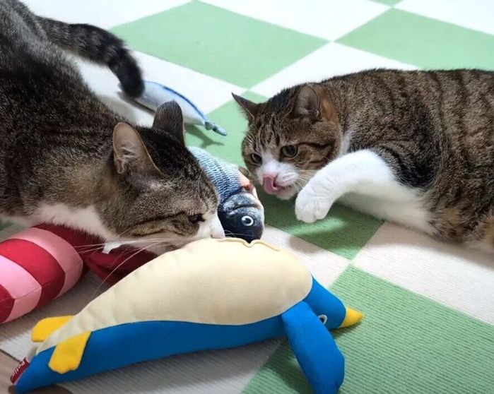 ぬいぐるみで遊ぶ猫たち