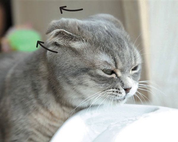 耳でわかる猫の気持ち