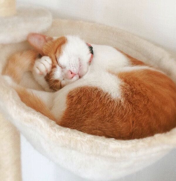 眠るこむぎちゃん