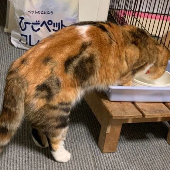 水を飲むスコティッシュフォールド