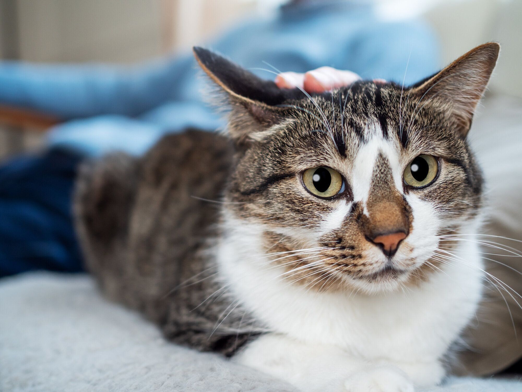 ソファでなでられる猫