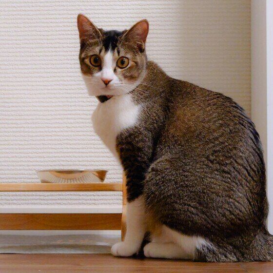 MIXキジトラのこまめちゃん