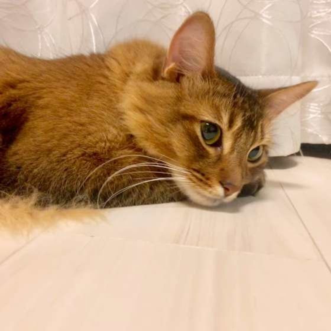 見た目がそっくり アビシニアン と ソマリ の見分け方のポイント ねこのきもちweb Magazine 見た目がそっくり アビシニアン と ソマリ の見分け方のポイント ねこのきもちweb Magazine