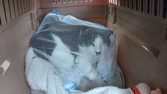 洗濯ネットに入る猫