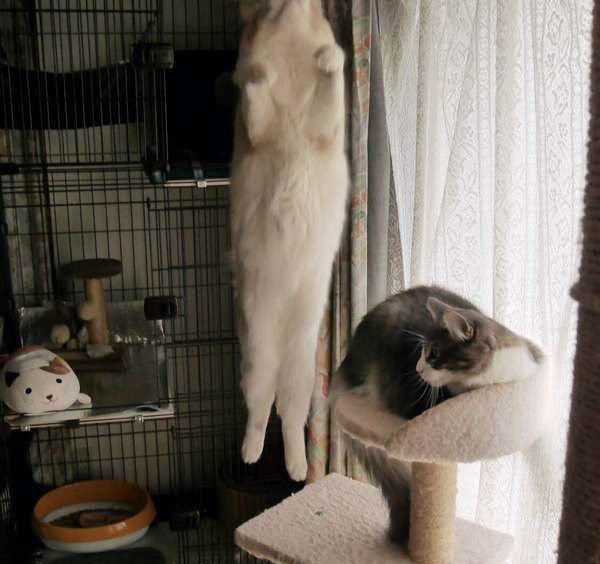 ジャンプする猫