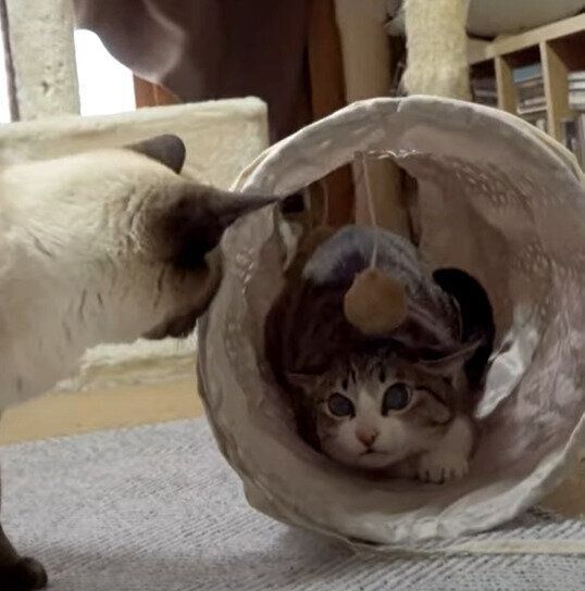 猫のおはぎちゃんとわらびちゃん