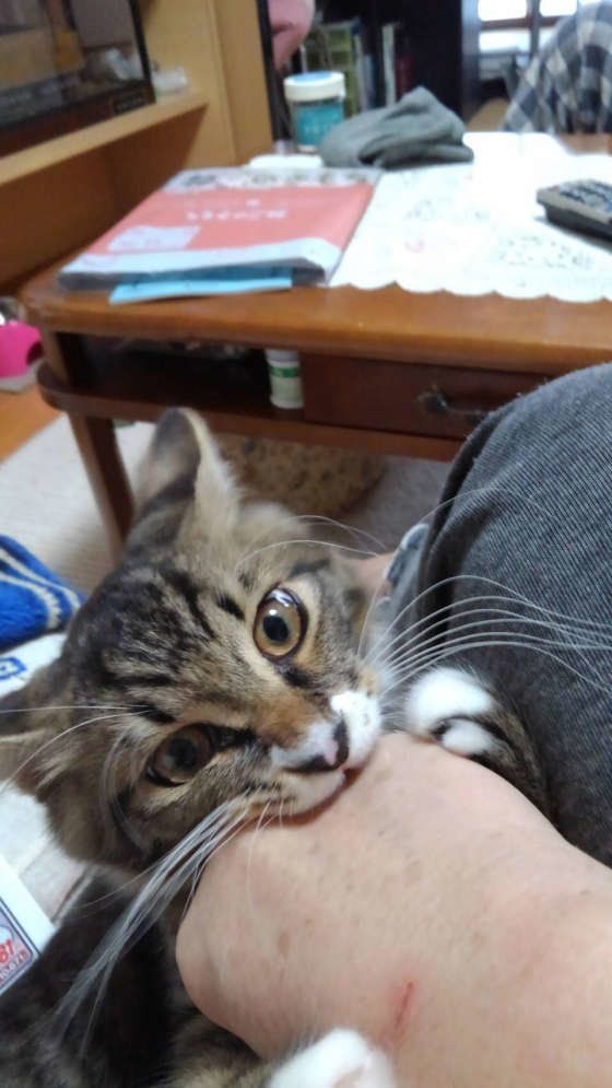 勢いで、ついついガブリ……