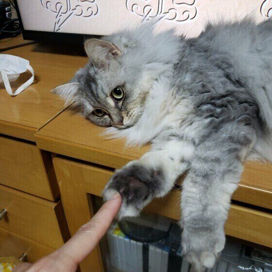 猫の前足にタッチ