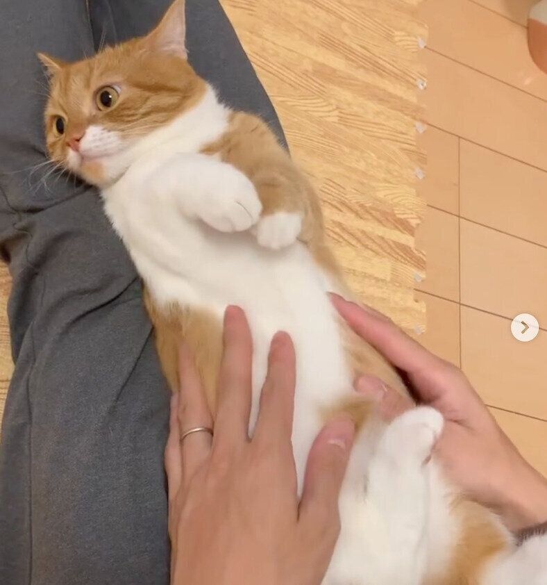 まったりするウニちゃん