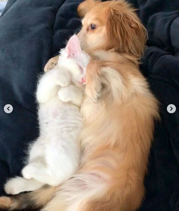 寄り添うめろんちゃんととらちゃん