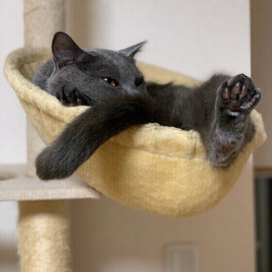 キャットタワーでくつろぐシャルトリューのノアちゃん