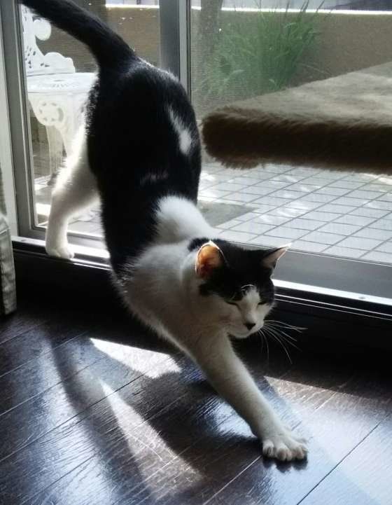 MIXのエルちゃん