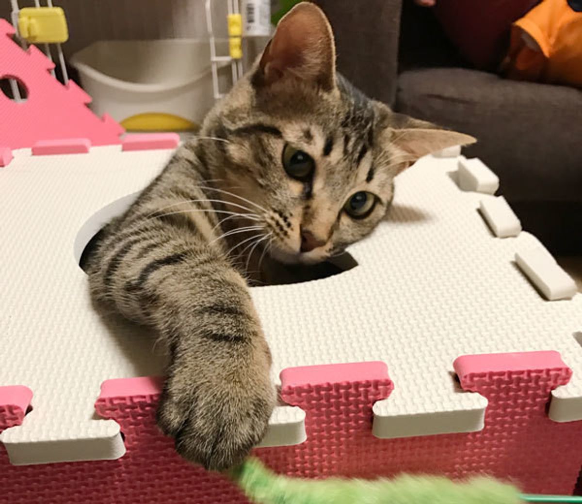 猫派にとって犬派は永遠のライバルって言われるけど その実態を調査してみた ねこのきもちweb Magazine 猫派にとって犬派は永遠のライバルって言われるけど その実態を調査してみた ねこのきもちweb Magazine