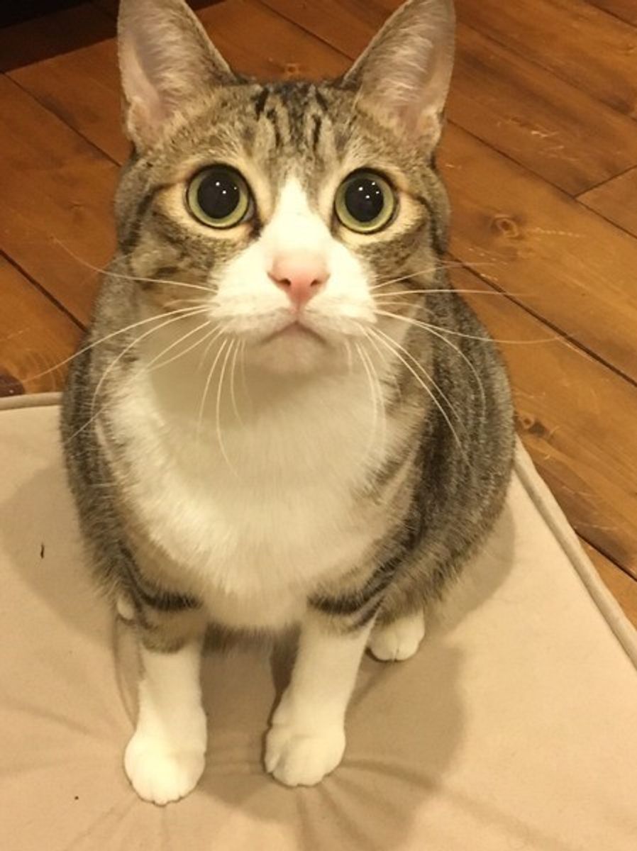 嫌なことは覚えているのニャ ネコの 意外 な記憶力について解説 ねこのきもちweb Magazine 嫌なことは覚えているのニャ ネコの 意外 な記憶力について解説 ねこのきもちweb Magazine