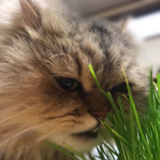 ねこ草を食べるペルシャ