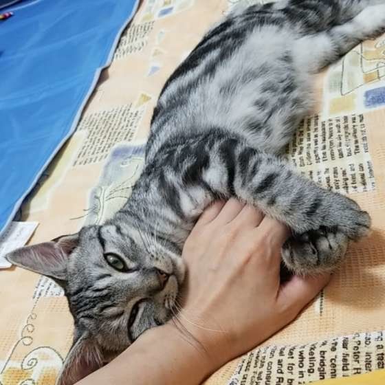 ゴロゴロするアメリカンショートヘア