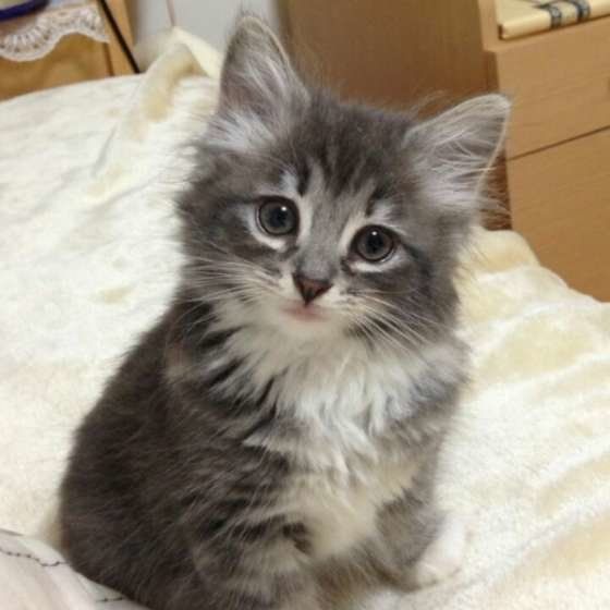 首をかしげるノルウェージアンフォレストキャットのcoco