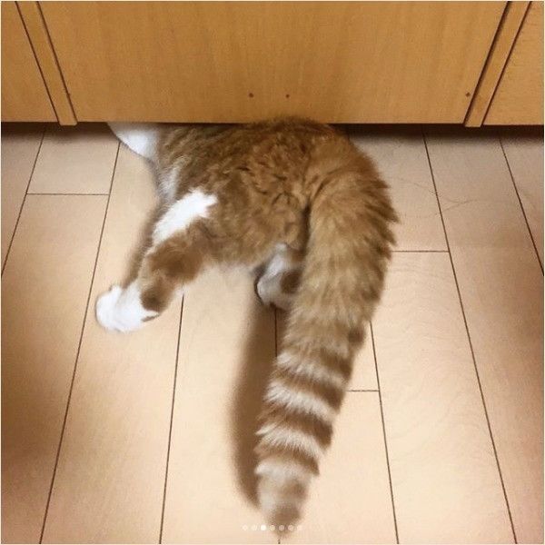 頭隠して尻隠さずニャンコ