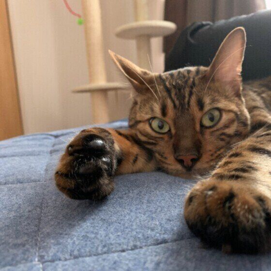 ベンガルのはなまるくん