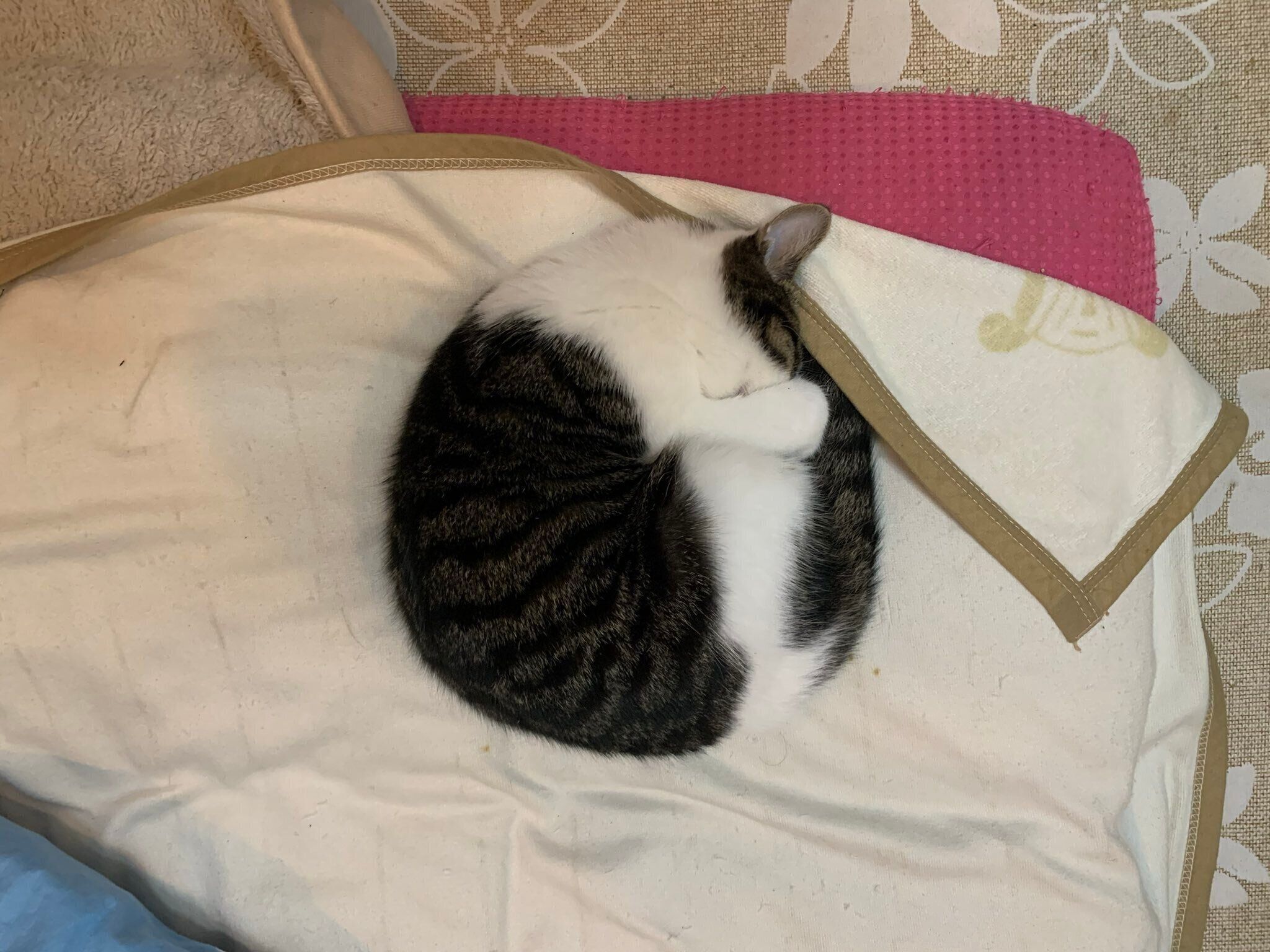 テトちゃんのスーパーニャーン