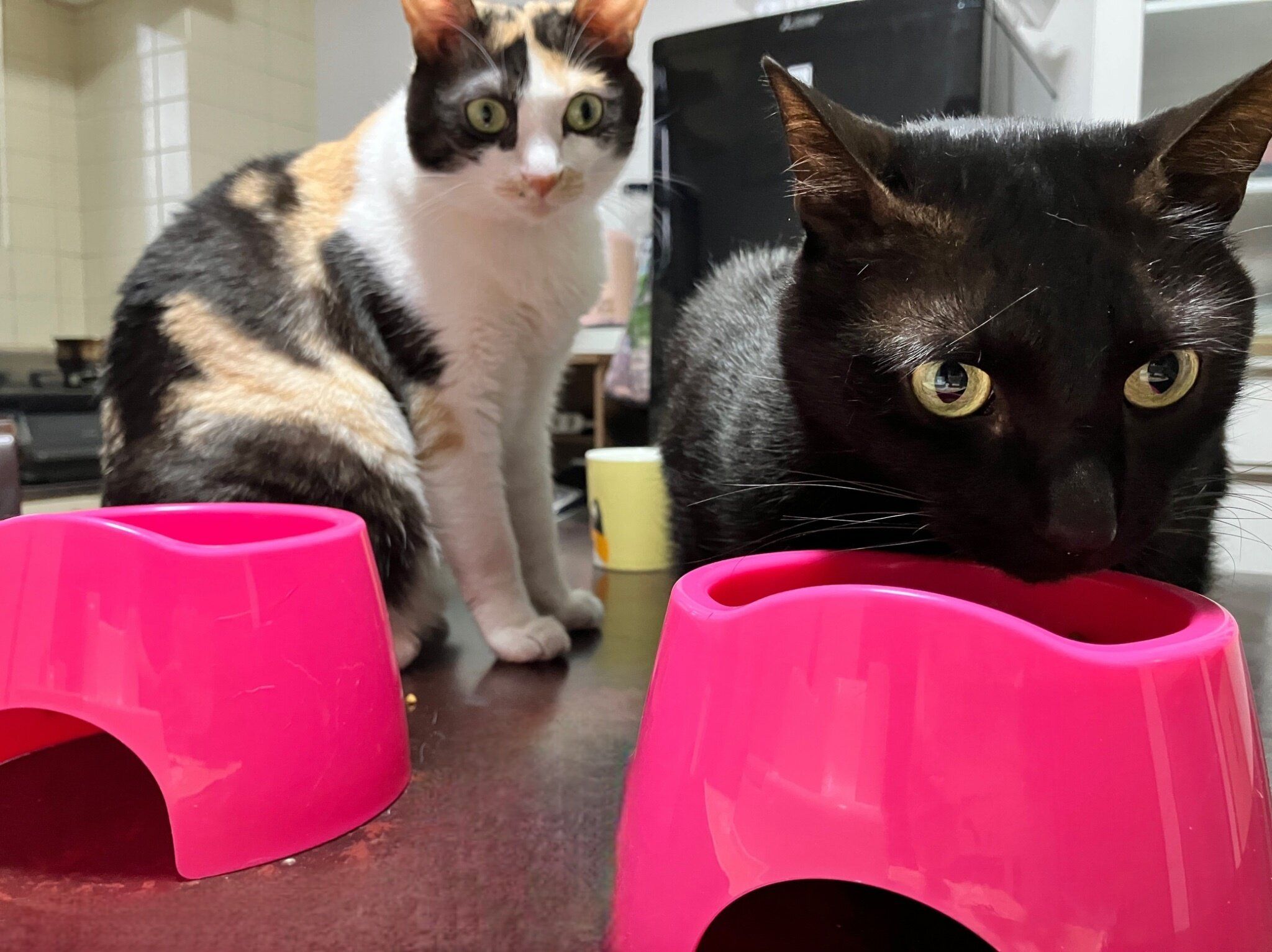 室内にいる2匹の猫